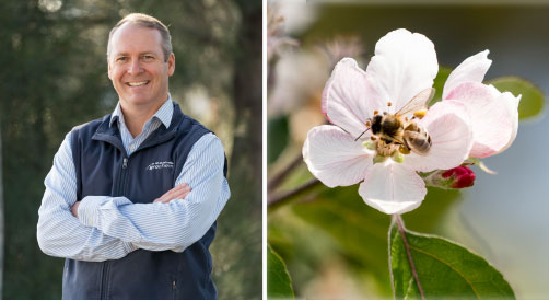 Enhance pollination in tree crops with Bee-Scent